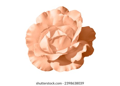 One blooming flower of delicate peach fuzz colored rose isolated on white background. Close-up. Element of design. - Powered by Shutterstock