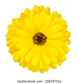 One Blossoming Yellow Pot Marigold Flower - Beautiful Calendula Officinalis Isolated On White Background. Top View