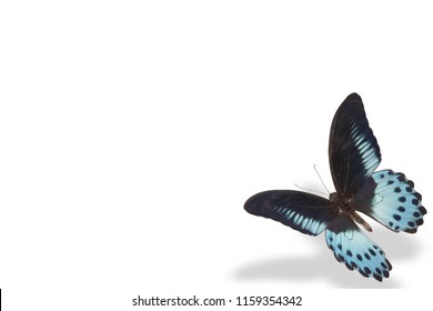 One Blue Butterfly On White Background With Shadow