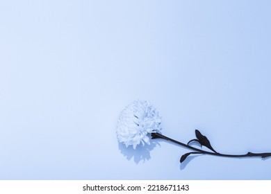 One Blue Chrysanthemum Flower On A Blue Background. Copy Space. Concept Of Flower Shop Banner In A Minimalist Style. Garden Wallpaper With Empty Place For Text. Holiday Mockup Design Of Business Card.