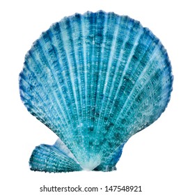 One Blue Seashell Close up isolated on white background 
