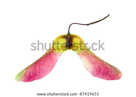 One blushing maple seed isolated on white background