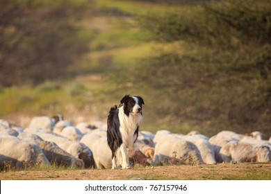 One Border Collie With Herd Of Sheep