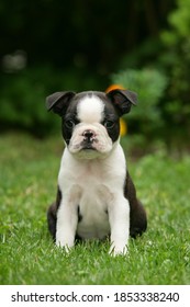 One boston terrier sitting in nature in the grass