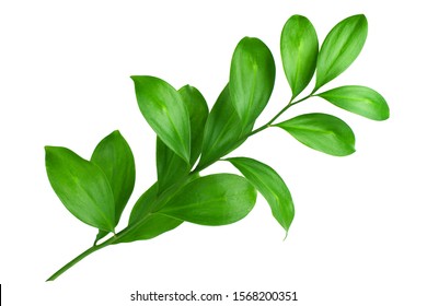 One branch with green leaves on white background isolated close up, fresh grass, herbal illustration, decorative plant, natural floral design, organic nature sign, agriculture symbol, ecology icon - Powered by Shutterstock