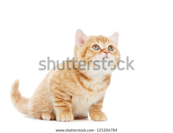 One British Shorthair Red Kitten Cat Stock Photo Edit Now 125206784