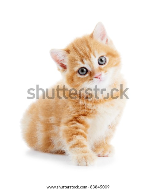 One British Shorthair Red Kitten Cat Stock Photo Edit Now 83845009