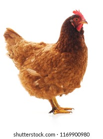 One brown chicken isolated on a white background.