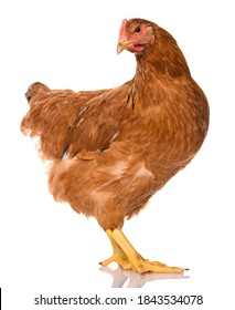 one brown chicken isolated on white background, studio shoot