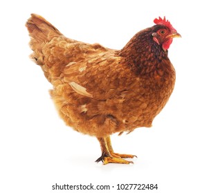 Hen Animal 图片 库存照片和矢量图 Shutterstock