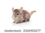 One brown chinchilla isolated on white background.