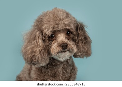 One brown Cockapoo dog looking at the camera in the studio by a blueish background