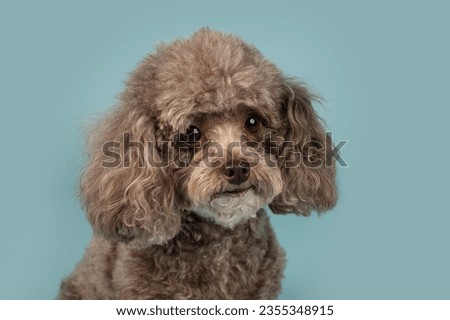 One brown Cockapoo dog looking at the camera in the studio by a blueish background