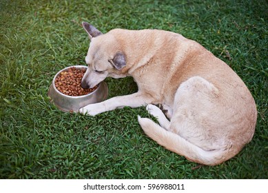 One Brown Dog Eat In Yard Food From Metal Bowl. Dog Laying And Eating On Green Park Grass