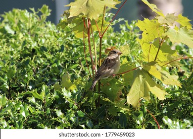 One Brown Finch Sitting On A Young Maple Tree Sapling Leaf Stalk In The Sun