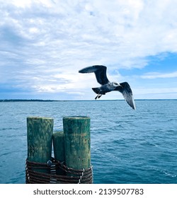 One brown, or gray, and white seagull, wings extended, taking off in flight. Blue sky with clouds and calm bay waters.  A bit of land at the horizon and wood pylons of dock secured by rusty ropes.