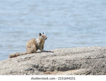 One Brown Ground Squirrel Crouched In Coastal Rocks. California Ground Squirrels Are Often Regarded As A Pest In Gardens And Parks, Since They Will Eat Ornamental Plants And Trees.