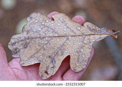 one brown oak fallen leaf with water drops lies on the palm of the hand in autumn nature - Powered by Shutterstock