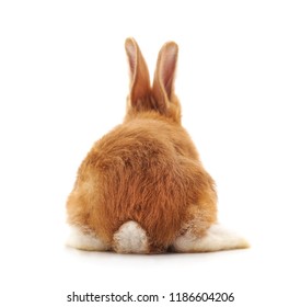 One brown rabbit isolated on a white background.