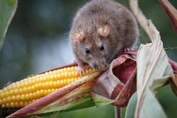 One Brown Rat (rattus Norvegicus) Sits On A Corn Plant In A Cornfield