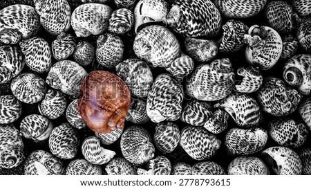 One brown snail shell standing out among black and white spotted shells, unique concept, individuality and leadership, top view background.