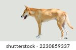 one brown and white dingo on a grey background