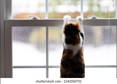 One Calico Domestic Cat Leaning On Window With Front Paws, Birdwatching, Bird Watching, Hunting From Inside Of Home, House Room, Looking Through, Out For Birds