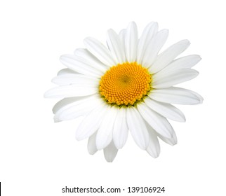 One Camomile Isolated On White Background