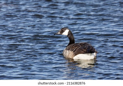 One Canada goose bird swimming in the sea. Latin name: Branta canadensis