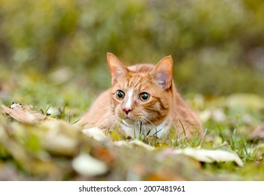 one caramel mixed breed cat posing fot the camera on the grass in the woods in a warm sunny day