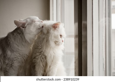 One Cat Grooming Another Cat