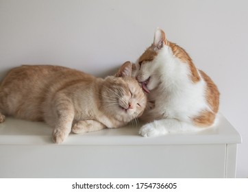 One Cat Licking Another, Sitting On A White Furniture Shallow Depth Of Field