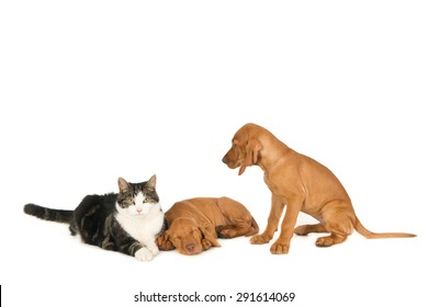 One Cat And Two Magyar Vizsla Puppies, One Sleeping,. Isolated On White.