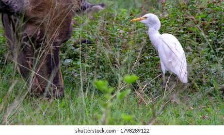 One Cattle Egret And One Water Buffalo.