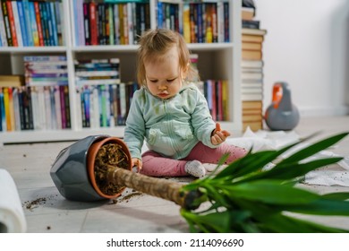 one caucasian baby girl making mess playing and mischief with bad behavior ripping paper towel and flower pot crushed on the floor naughty kid at home childhood and growing up misbehavior concept