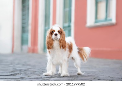 one Cavalier King Charles Spaniel puppy dog posing and looking to the camera in the street, with a red and green old house in the background