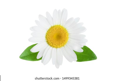 One Chamomile Or Daisies With Leaves Isolated On White Background