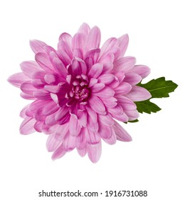 one chrysanthemum flower head with green leaves isolated over white background closeup. Garden flower, no shadows, top view, flat lay. - Powered by Shutterstock