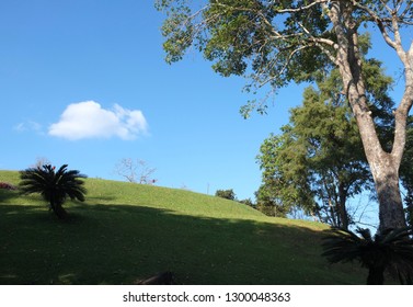 one cloud and one tree