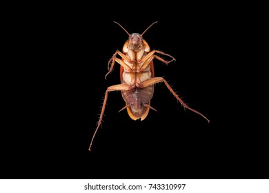 One Cockroach On A Black Background.