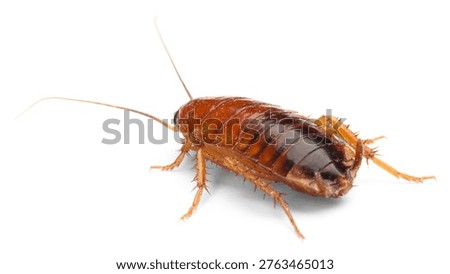 One cockroach on white background. Pest control