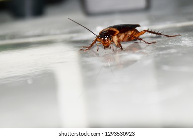 One cockroach is walking in the house.