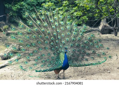 One Colorful Peacock, Peacocks Are Known As Harbingers Of Rain - Shutterstock ID 2167904081