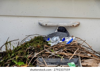 One Common Coot Nesting with Plastic Litter on Urban Lake Shore in Switzerland.