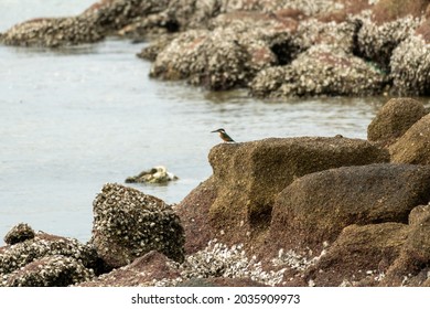 One Common Kingfisher Is Standing On The Rock Beside The Ocean. Photo Took In Dapeng Bay, Shenzhen City, China.