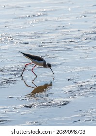 One Common Redshank Bird Walks On Mud Flats