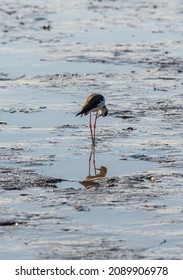 One Common Redshank Bird Walks On Mud Flats