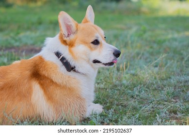 One Corgi Royal Dog Lies On The Grass