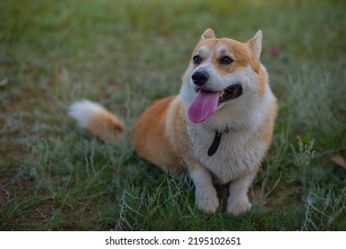 One Corgi Royal Sits On The Grass