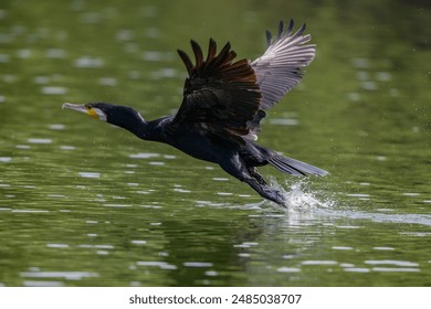 One Cormorant bird On Lake Skadar, Montenegro - Powered by Shutterstock